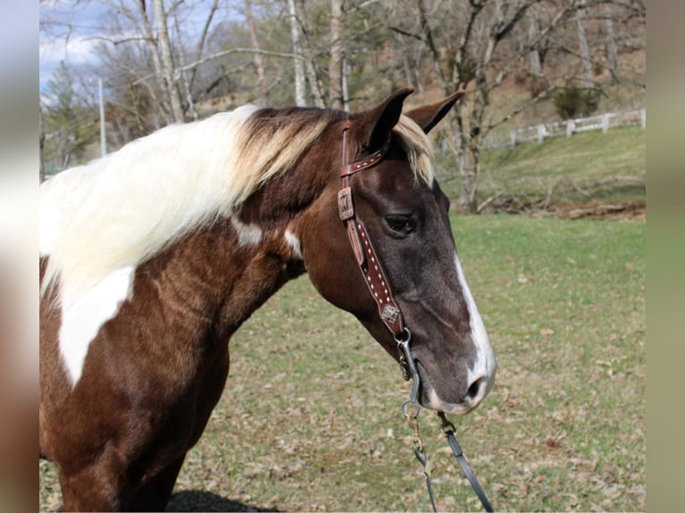 Caballo de silla manchada Caballo castrado 13 años Tobiano-todas las-capas in MOunt vernon KY