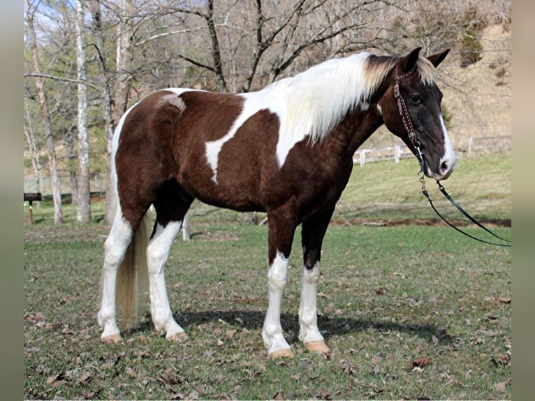 Caballo de silla manchada Caballo castrado 13 años Tobiano-todas las-capas in MOunt vernon KY