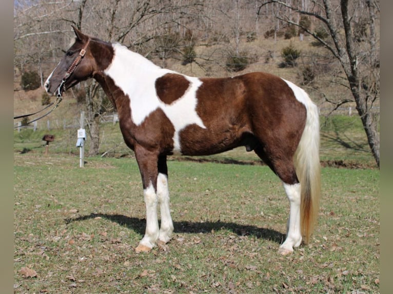 Caballo de silla manchada Caballo castrado 13 años Tobiano-todas las-capas in MOunt vernon KY