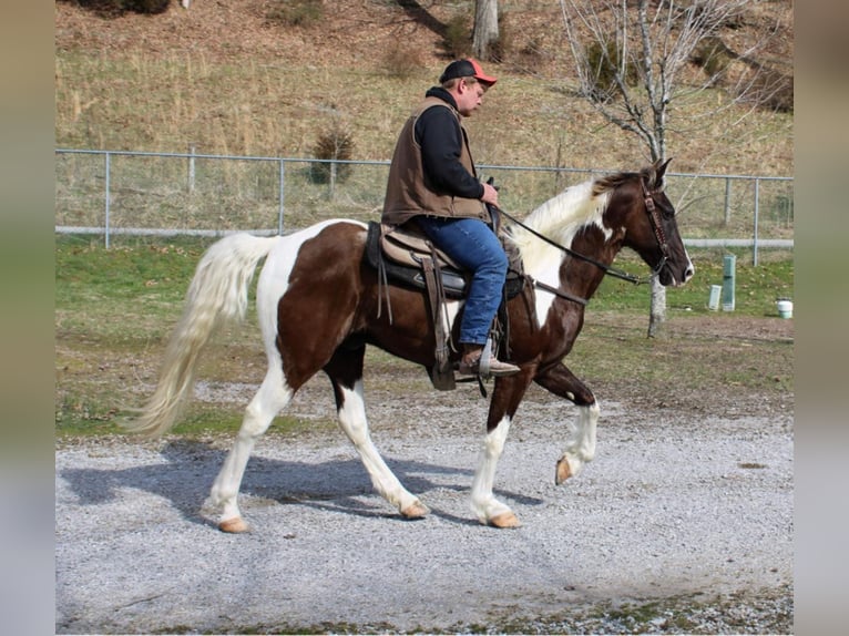 Caballo de silla manchada Caballo castrado 13 años Tobiano-todas las-capas in MOunt vernon KY