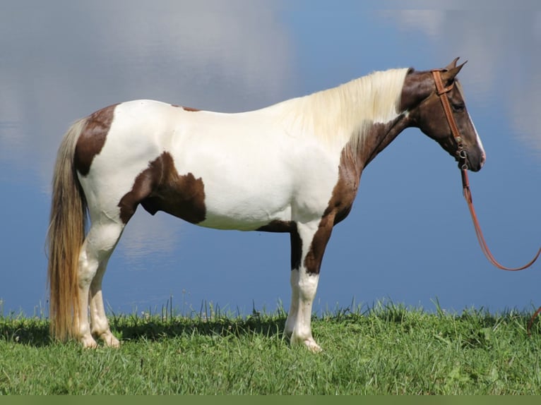 Caballo de silla manchada Caballo castrado 14 años 150 cm Tobiano-todas las-capas in Whitley City KY