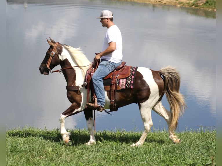 Caballo de silla manchada Caballo castrado 14 años 150 cm Tobiano-todas las-capas in Whitley City KY