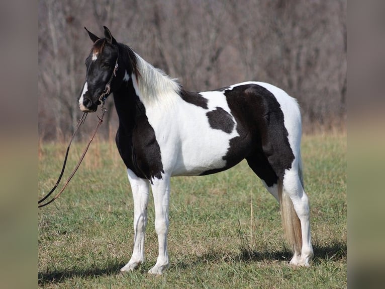 Caballo de silla manchada Caballo castrado 14 años 152 cm Tobiano-todas las-capas in Jamestown Ky