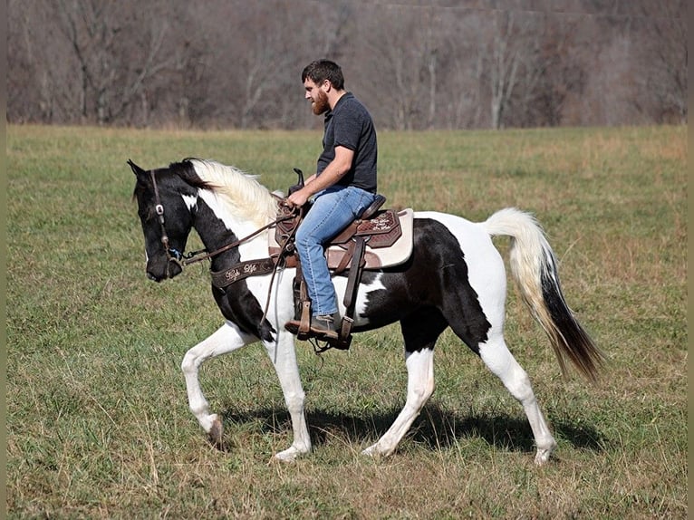 Caballo de silla manchada Caballo castrado 14 años 152 cm Tobiano-todas las-capas in Jamestown Ky