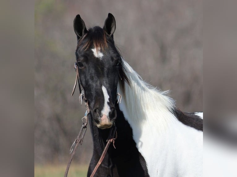 Caballo de silla manchada Caballo castrado 14 años 152 cm Tobiano-todas las-capas in Jamestown Ky