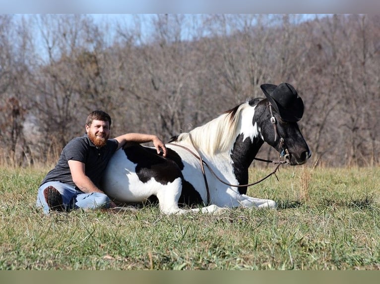 Caballo de silla manchada Caballo castrado 14 años 152 cm Tobiano-todas las-capas in Jamestown Ky