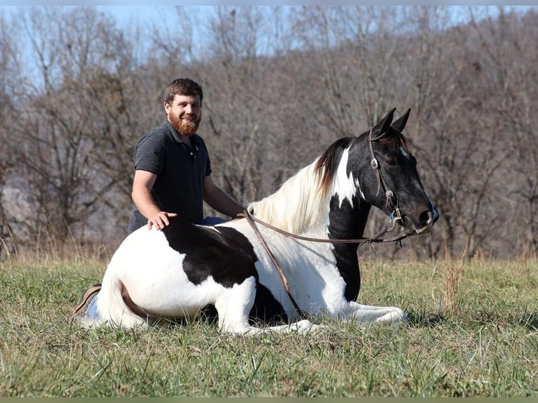 Caballo de silla manchada Caballo castrado 14 años 152 cm Tobiano-todas las-capas in Jamestown Ky