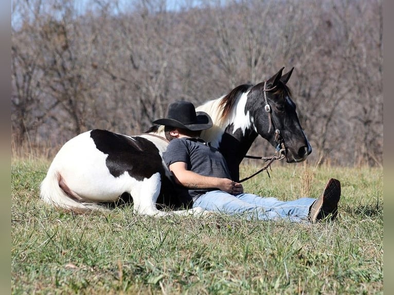 Caballo de silla manchada Caballo castrado 14 años 152 cm Tobiano-todas las-capas in Jamestown Ky