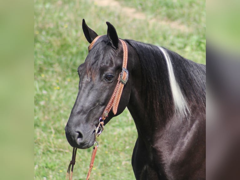 Caballo de silla manchada Caballo castrado 14 años 157 cm Tobiano-todas las-capas in Whitley City Ky