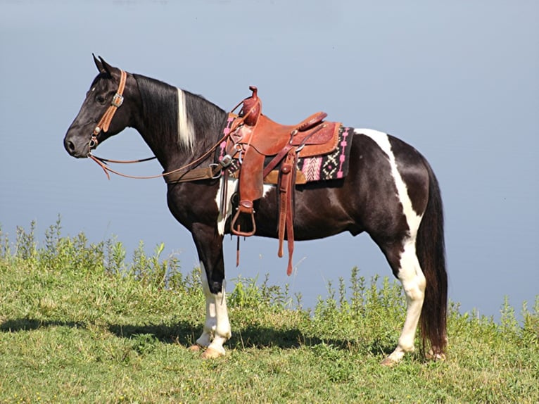 Caballo de silla manchada Caballo castrado 14 años 157 cm Tobiano-todas las-capas in Whitley City Ky