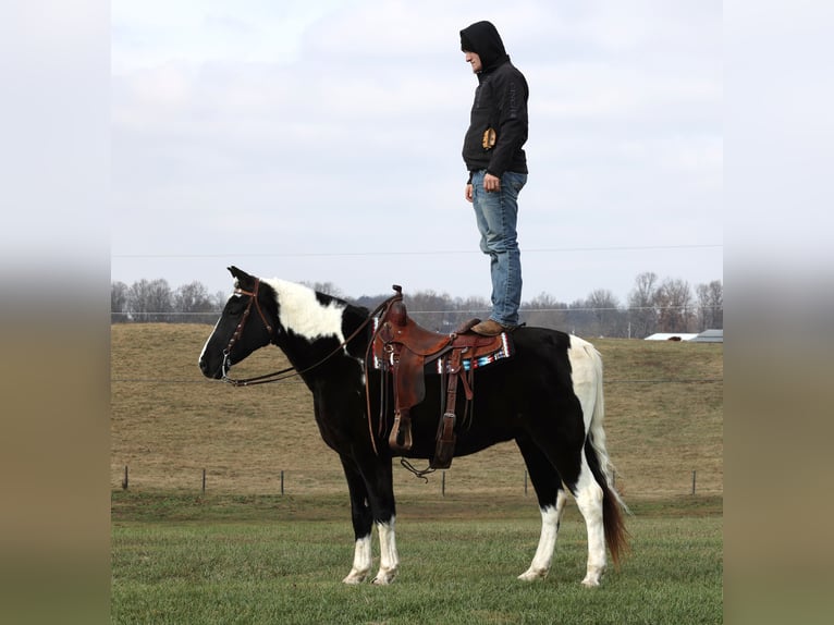 Caballo de silla manchada Caballo castrado 14 años in Whitley City Ky