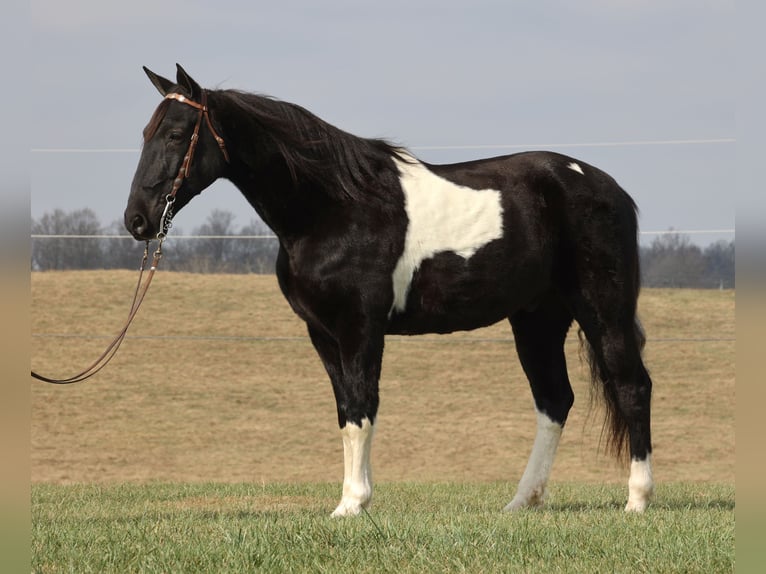 Caballo de silla manchada Caballo castrado 14 años Overo-todas las-capas in Whitley City Ky