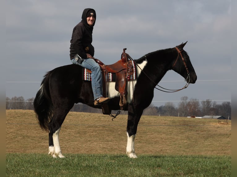 Caballo de silla manchada Caballo castrado 14 años Overo-todas las-capas in Whitley City Ky