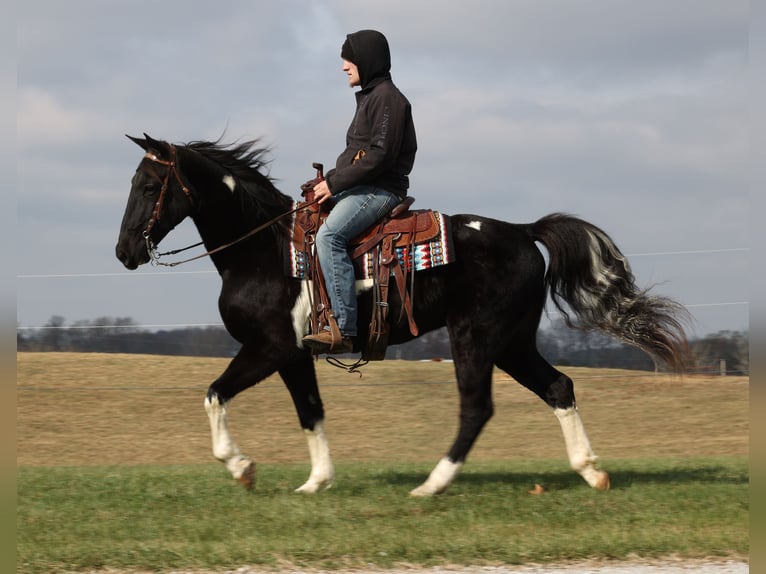 Caballo de silla manchada Caballo castrado 14 años Overo-todas las-capas in Whitley City Ky