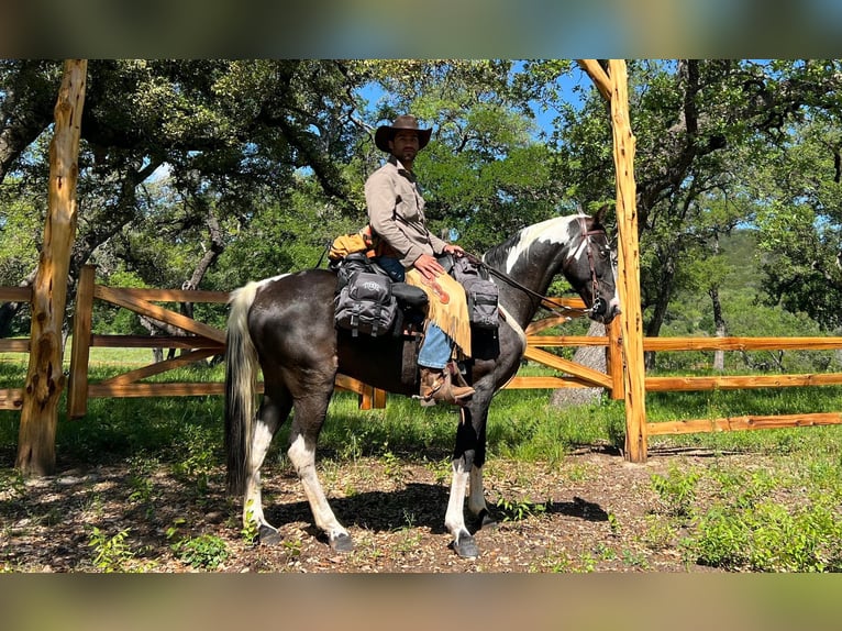 Caballo de silla manchada Caballo castrado 15 años 155 cm Tobiano-todas las-capas in Victor, MT