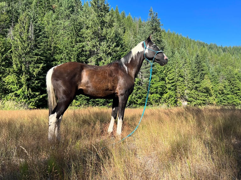 Caballo de silla manchada Caballo castrado 15 años 155 cm Tobiano-todas las-capas in Victor, MT