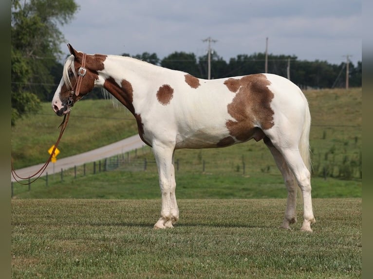 Caballo de silla manchada Caballo castrado 4 años 157 cm Tobiano-todas las-capas in Parkers Lake KY