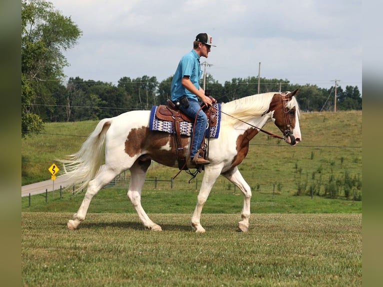 Caballo de silla manchada Caballo castrado 4 años 157 cm Tobiano-todas las-capas in Parkers Lake KY