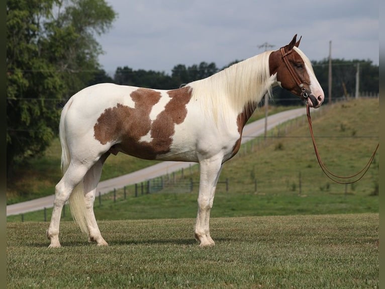 Caballo de silla manchada Caballo castrado 5 años 157 cm Tobiano-todas las-capas in Parkers Lake KY