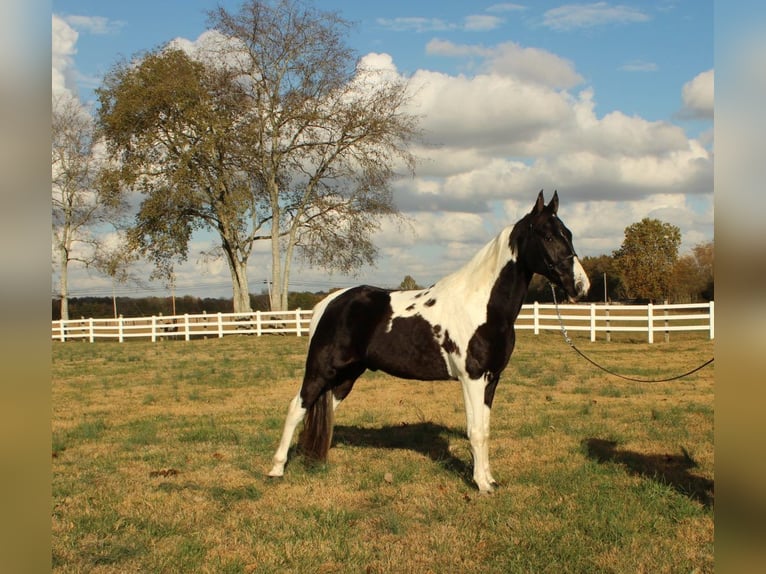 Caballo de silla manchada Caballo castrado 6 años 152 cm Tobiano-todas las-capas in Lewisburg, TN