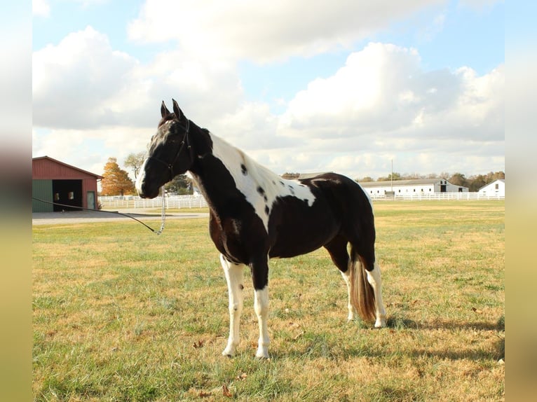 Caballo de silla manchada Caballo castrado 6 años 152 cm Tobiano-todas las-capas in Lewisburg, TN