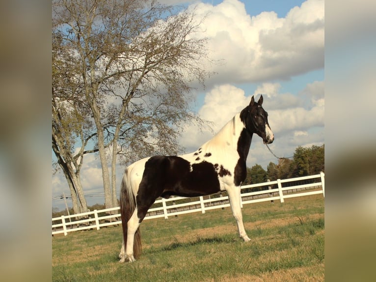 Caballo de silla manchada Caballo castrado 6 años 152 cm Tobiano-todas las-capas in Lewisburg, TN