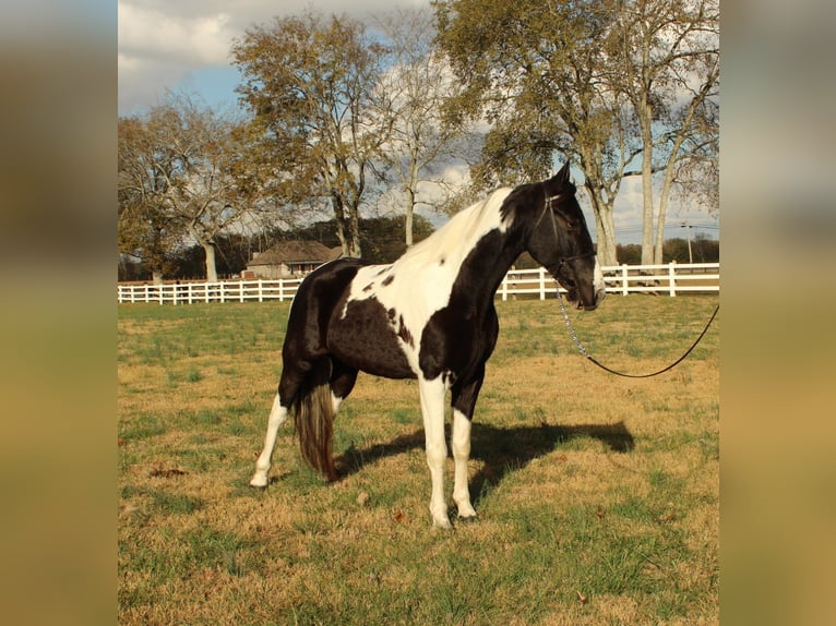 Caballo de silla manchada Caballo castrado 6 años 152 cm Tobiano-todas las-capas in Lewisburg, TN