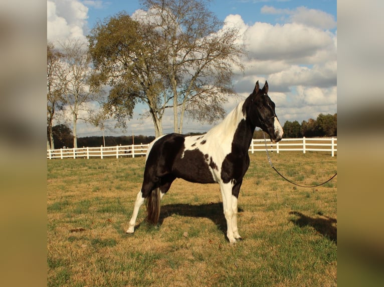 Caballo de silla manchada Caballo castrado 6 años 152 cm Tobiano-todas las-capas in Lewisburg, TN