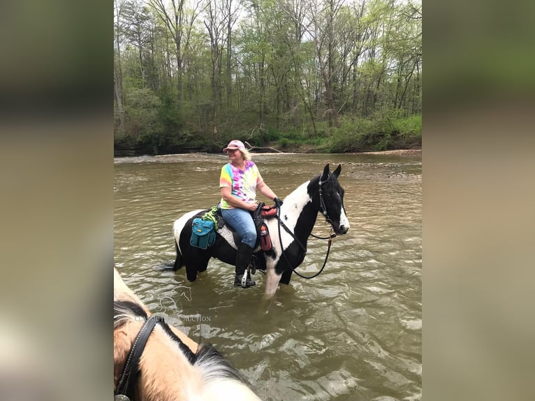 Caballo de silla manchada Caballo castrado 6 años 152 cm Tobiano-todas las-capas in Lewisburg, TN