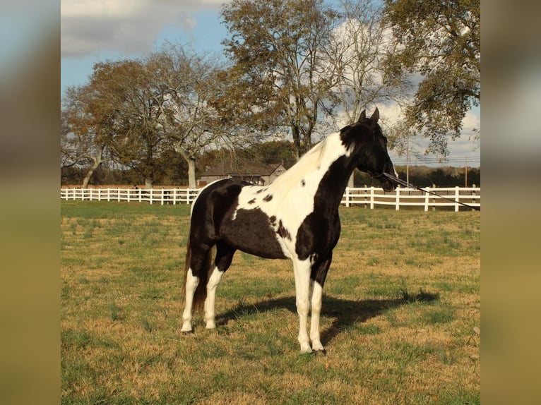 Caballo de silla manchada Caballo castrado 6 años 152 cm Tobiano-todas las-capas in Lewisburg, TN