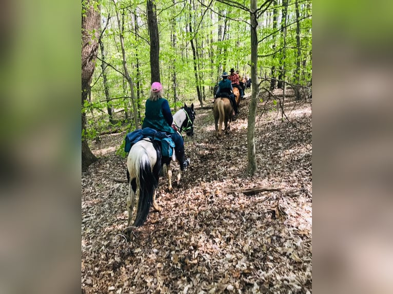 Caballo de silla manchada Caballo castrado 6 años 152 cm Tobiano-todas las-capas in Lewisburg, TN