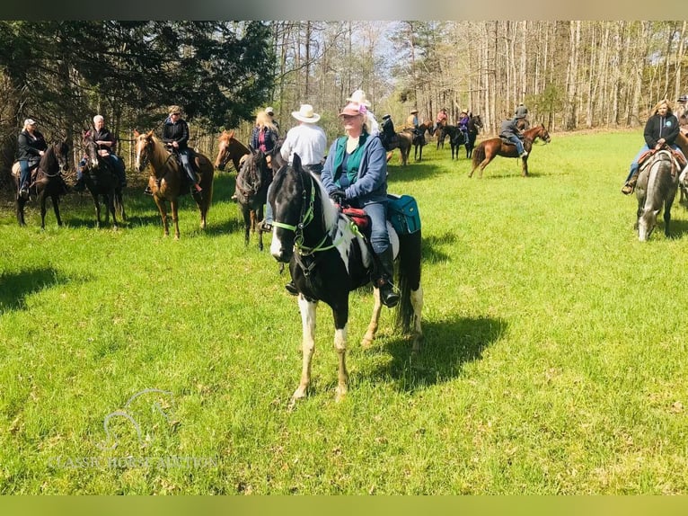 Caballo de silla manchada Caballo castrado 6 años 152 cm Tobiano-todas las-capas in Lewisburg, TN