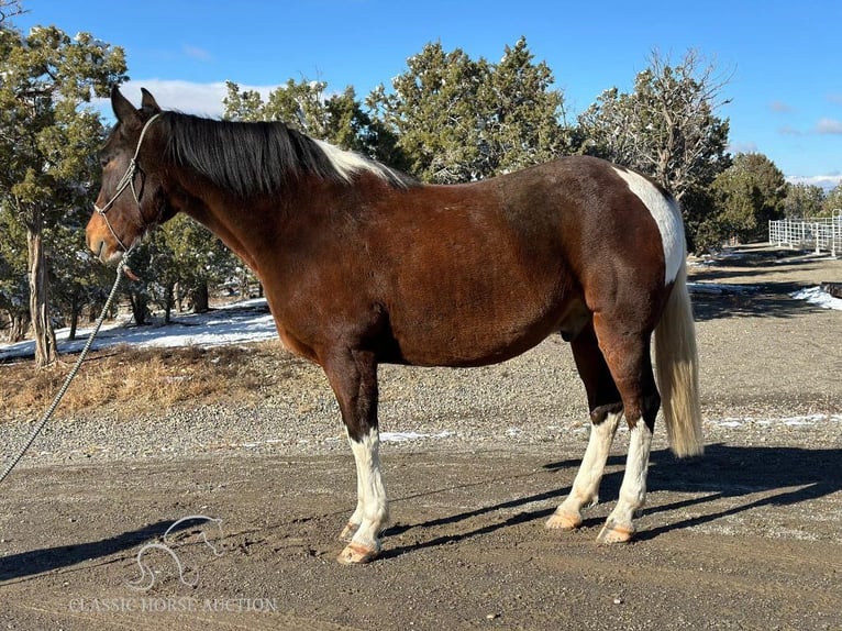 Caballo de silla manchada Caballo castrado 6 años 163 cm Castaño rojizo in Crawford, COLORADO