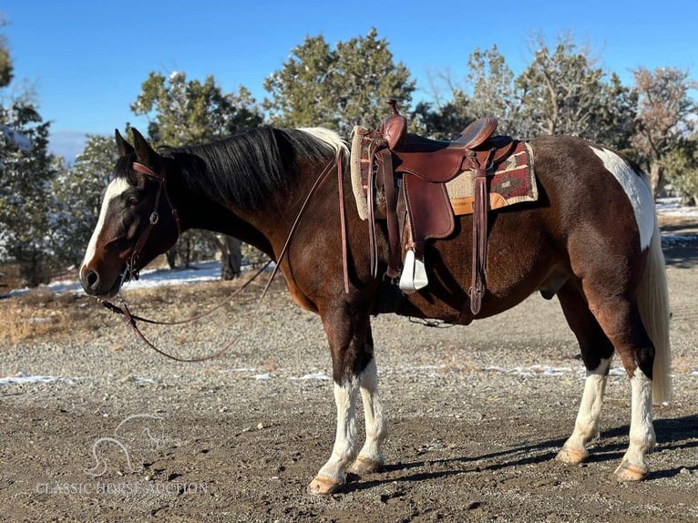 Caballo de silla manchada Caballo castrado 6 años 163 cm Castaño rojizo in Crawford, COLORADO