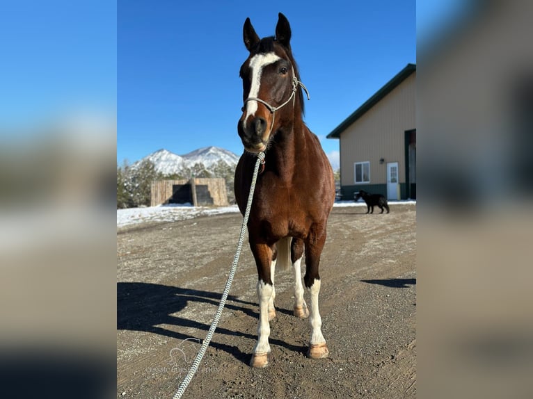 Caballo de silla manchada Caballo castrado 6 años 163 cm Castaño rojizo in Crawford, COLORADO