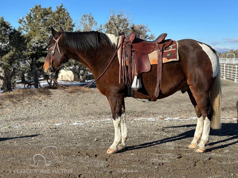 Caballo de silla manchada Caballo castrado 6 años 163 cm Castaño rojizo in Crawford, COLORADO