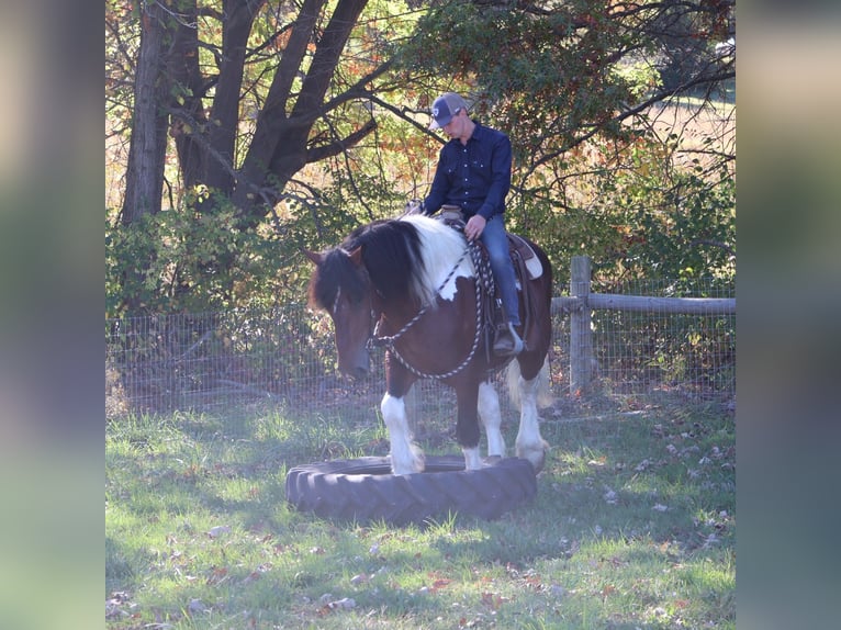 Caballo de silla manchada Caballo castrado 6 años 173 cm Tobiano-todas las-capas in Howell