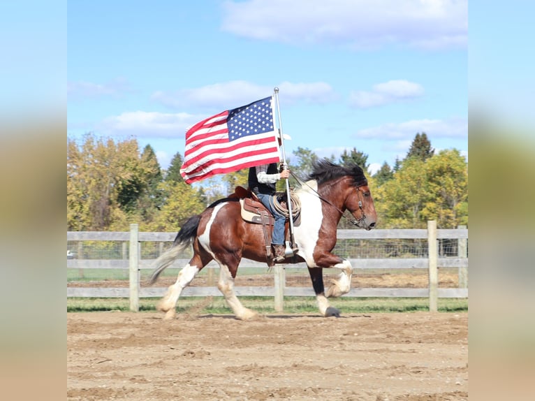 Caballo de silla manchada Caballo castrado 6 años 173 cm Tobiano-todas las-capas in Howell