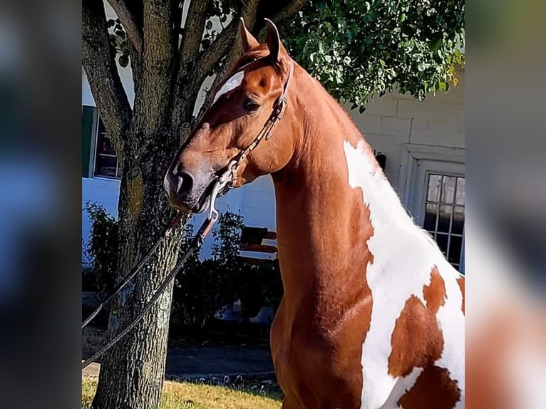 Caballo de silla manchada Caballo castrado 6 años Tobiano-todas las-capas in Petersburg TN