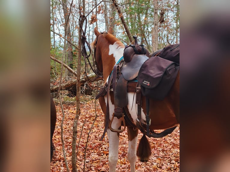 Caballo de silla manchada Caballo castrado 6 años Tobiano-todas las-capas in Petersburg TN