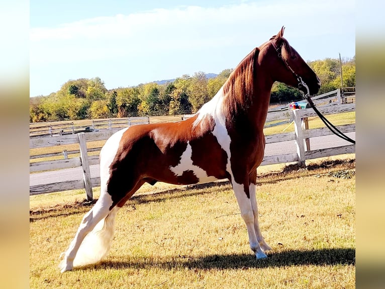 Caballo de silla manchada Caballo castrado 6 años Tobiano-todas las-capas in Petersburg TN