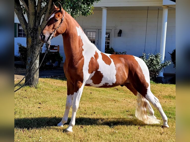 Caballo de silla manchada Caballo castrado 6 años Tobiano-todas las-capas in Petersburg TN