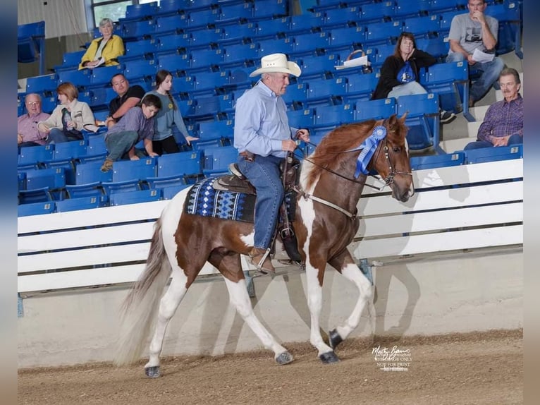 Caballo de silla manchada Caballo castrado 6 años Tobiano-todas las-capas in Petersburg TN