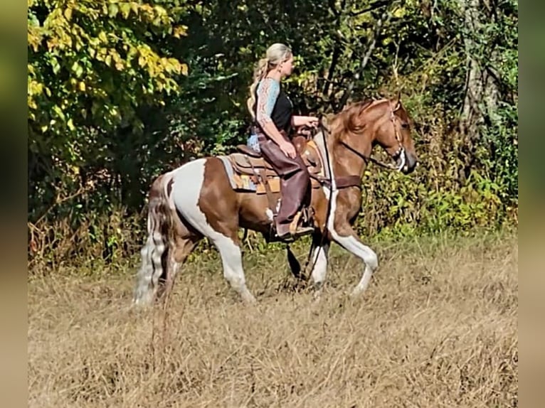 Caballo de silla manchada Caballo castrado 6 años Tobiano-todas las-capas in Petersburg TN