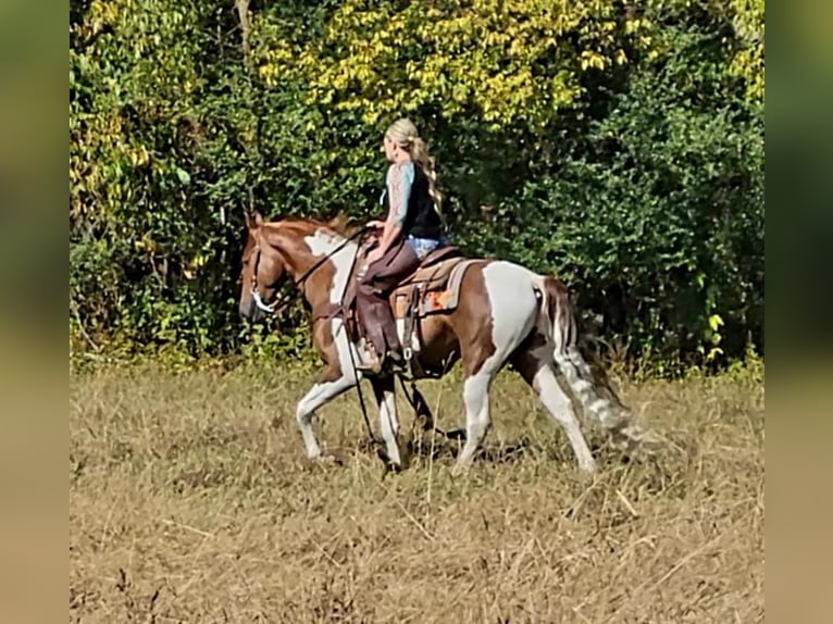 Caballo de silla manchada Caballo castrado 6 años Tobiano-todas las-capas in Petersburg TN