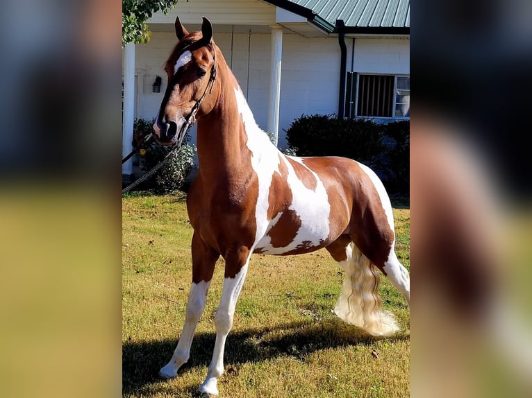 Caballo de silla manchada Caballo castrado 6 años Tobiano-todas las-capas in Petersburg TN