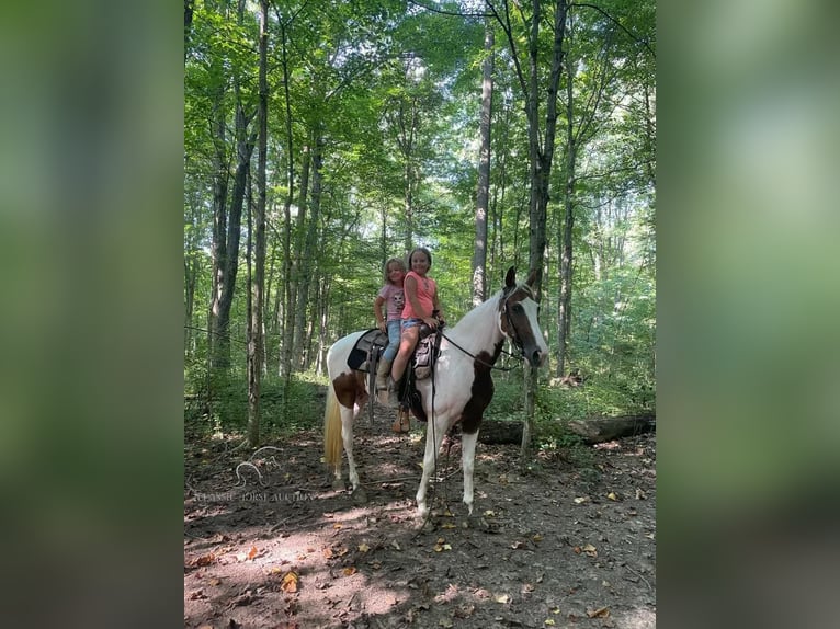 Caballo de silla manchada Caballo castrado 7 años 142 cm Tobiano-todas las-capas in Moscow, OHIO