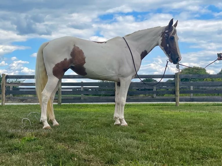 Caballo de silla manchada Caballo castrado 7 años 142 cm Tobiano-todas las-capas in Moscow, OHIO