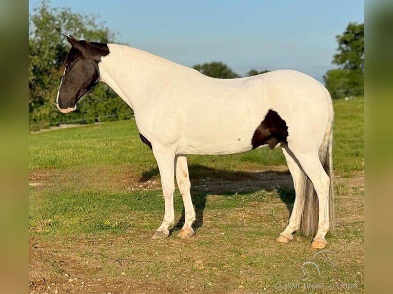 Caballo de silla manchada Caballo castrado 7 años 152 cm Tobiano-todas las-capas in Leslie, MO