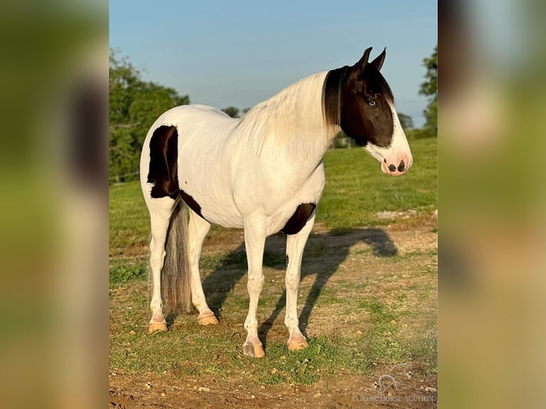 Caballo de silla manchada Caballo castrado 7 años 152 cm Tobiano-todas las-capas in Leslie, MO